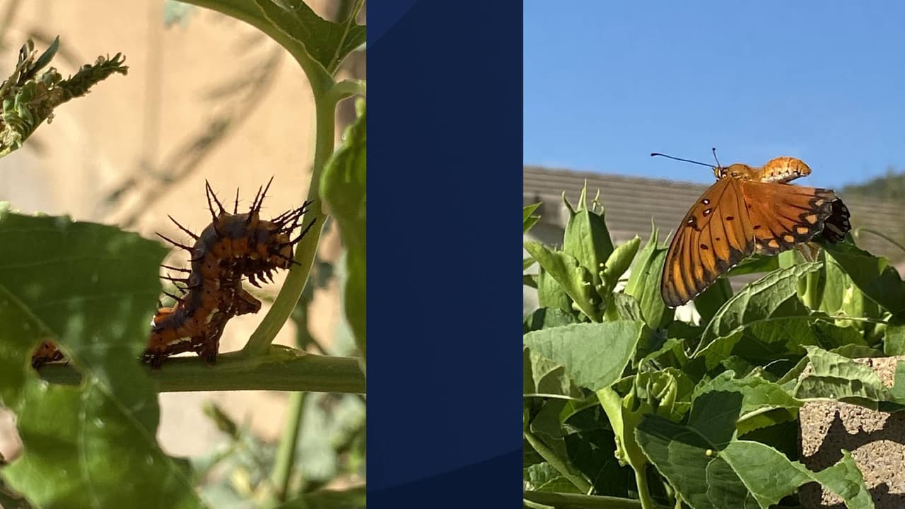 Otro tipo de mariposas que los residentes pueden tener la oportunidad de ver son las mariposas Gulf Fritillary. “
<b>Las mariposas Gulf Speyer son conocidas como "mariposas de la pasión" debido a su preferencia por la pasiflora”, </b>indica Mary F. Grodman del Departamento de Parques y Recreación de Marana.
<br>