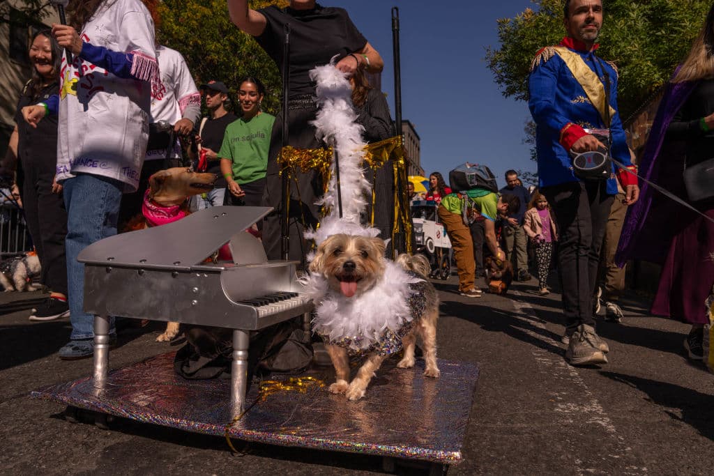Con atuendos coloridos decenas de mascotas y sus dueños desfilaron por el East Village.
<br>