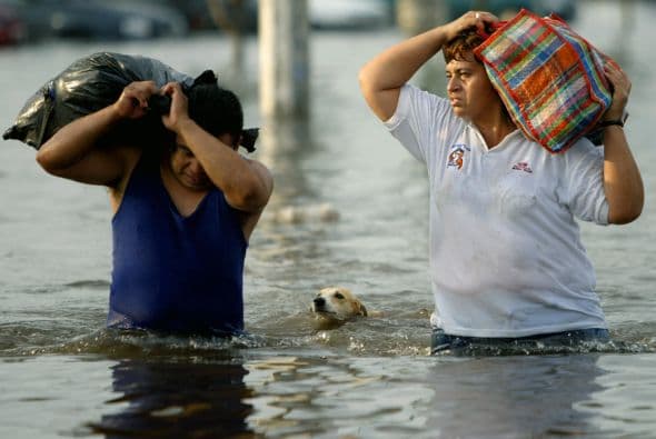 Se estima que el abandono desmedido de mascotas, principalmente perros y gatos, genera una población de animales en las calles que ha modificado en gran medida el entorno urbano.