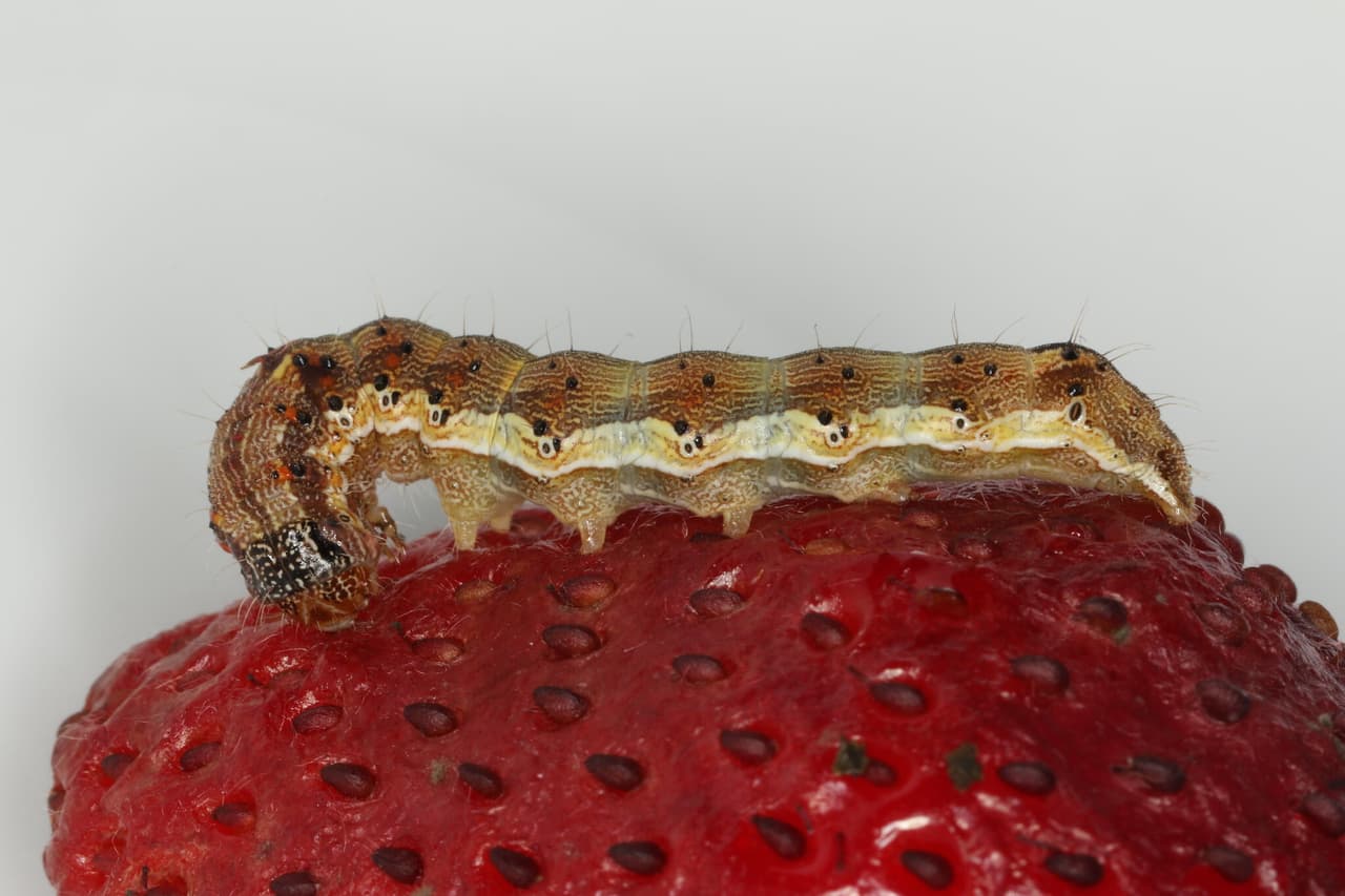 Las polillas del gusano cogollero pueden poner hasta 2,000 huevos que eclosionan en dos o tres días.