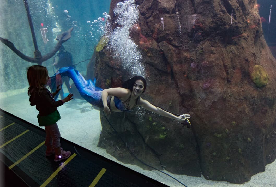 <b><a href="https://www.adventureaquarium.com/explore/special-events/mermaids" target="_blank">Mermaids at the Adventure Aquarium (Hasta el 13 de marzo)</a></b>: Observe cómo las sirenas de la vida real, bueno, tan reales como pueden ser las sirenas, nadan con tiburones, rayas y otras criaturas submarinas en Adventure Aquarium de jueves a domingo. De vuelta en tierra firme, las sirenas se reúnen, saludan y toman fotos con los niños.
