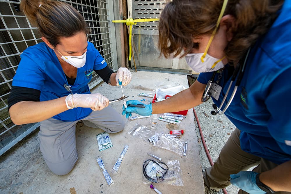 El zoológico de Miami expresó en una declaración que están extremando las medidas de vigilancia y monitoreo de los animales, debido a la pandemia del coronavirus y la información sobre la posibilidad de que los animales contraigan el virus.
<br>