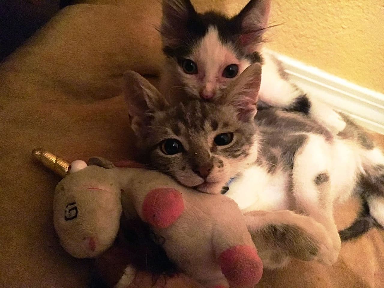 "Aria y Drago!!! Ambos fueron rescatados con la piel pegada al hueso.Ahora son los reyes de sus diferentes casas" - Jesse Hudson