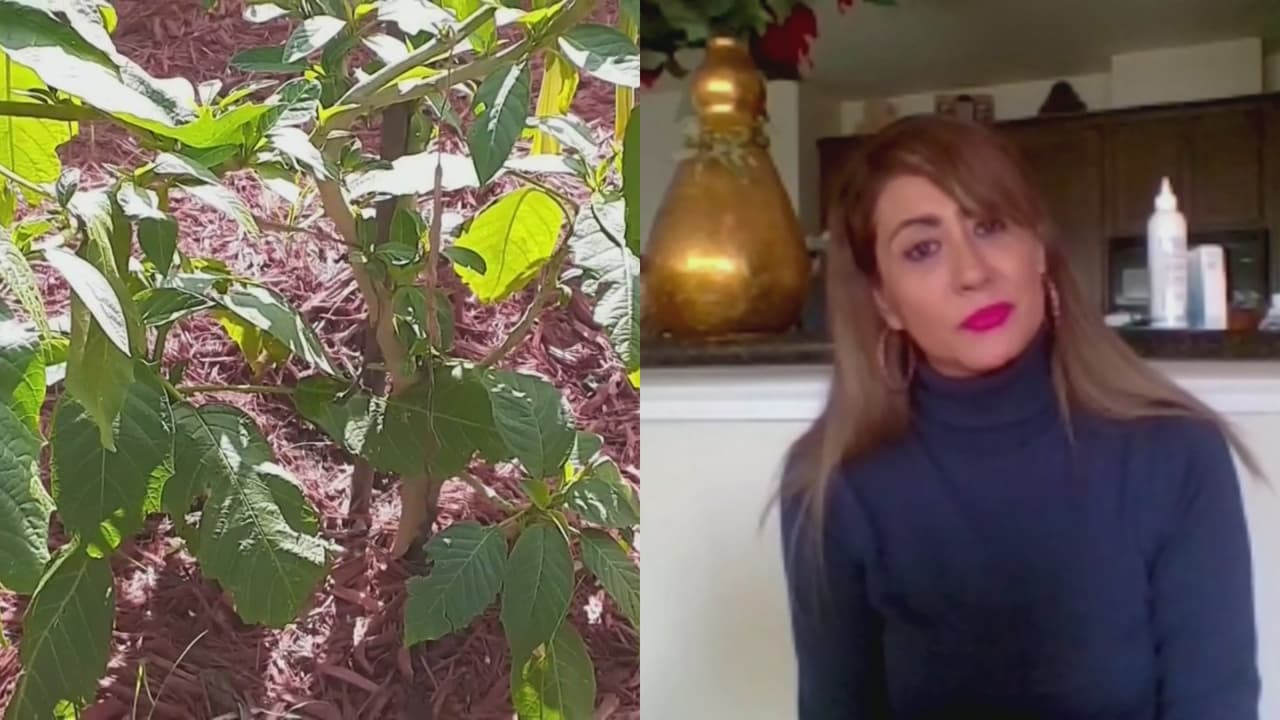 <b>Mujer enfermó luego de comprar una planta en un vivero sin saber sobre su veneno</b>
<br>
<br>Ericka Johnson cuenta que compró una planta sin saber que su flor podría causar daños irreversibles en su organismo. Se trata de Trompeta de Ángel, un arbusto que puede provocar dolores de cabeza, vómito y hasta quemaduras.