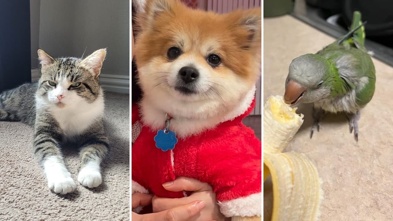 día nacional de las mascotas.jpg