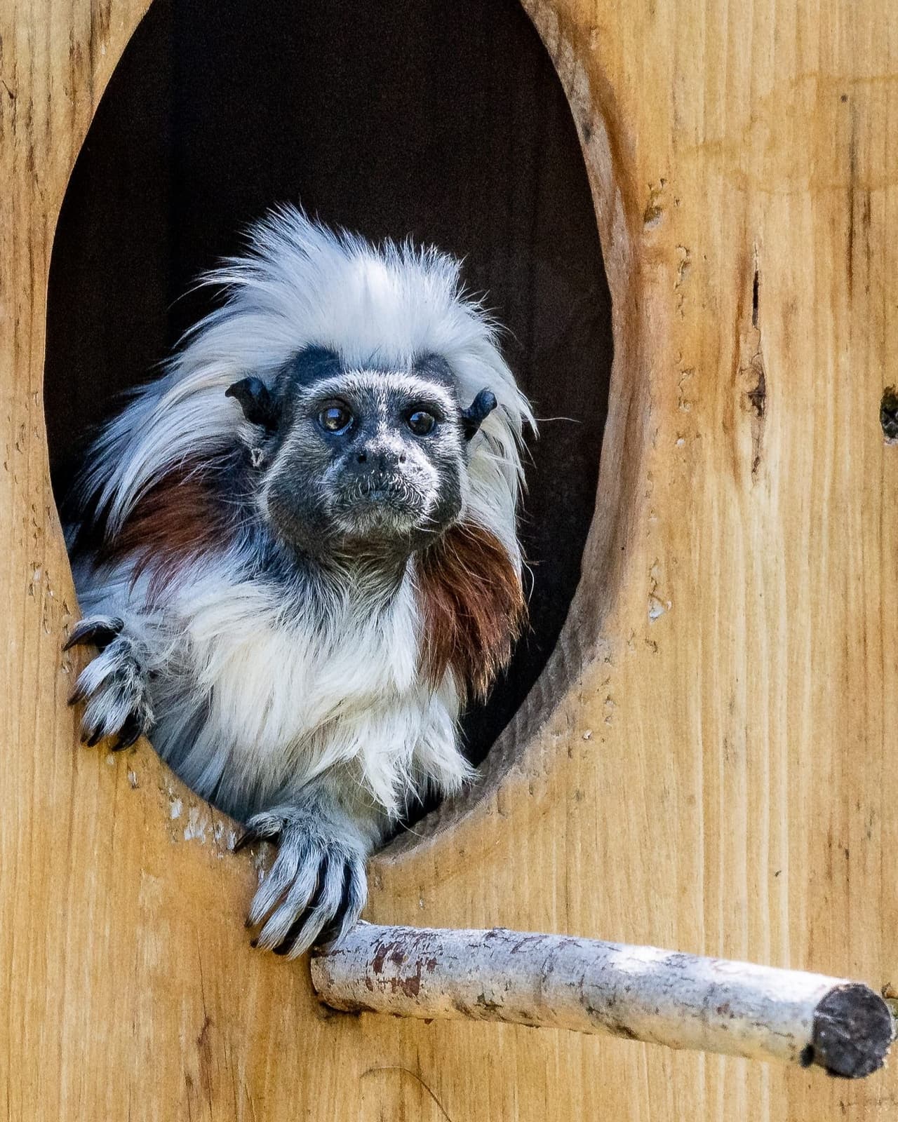 "Electra no había sido la misma desde que Felix murió. Pero desde que trajimos a Alberto, hemos visto cambios muy positivos en su comportamiento", explicó Dougall. Los expertos agregaron que también esperan ver un cambio positivo para Alberto.