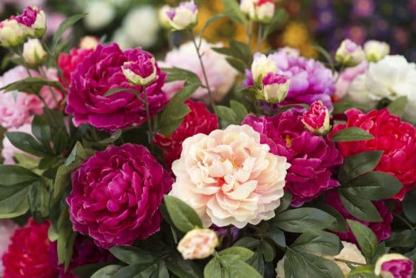 9) Ranúnculus. Estas flores de tallos largos son perfectas para darle un aire romántico a tu jardín.