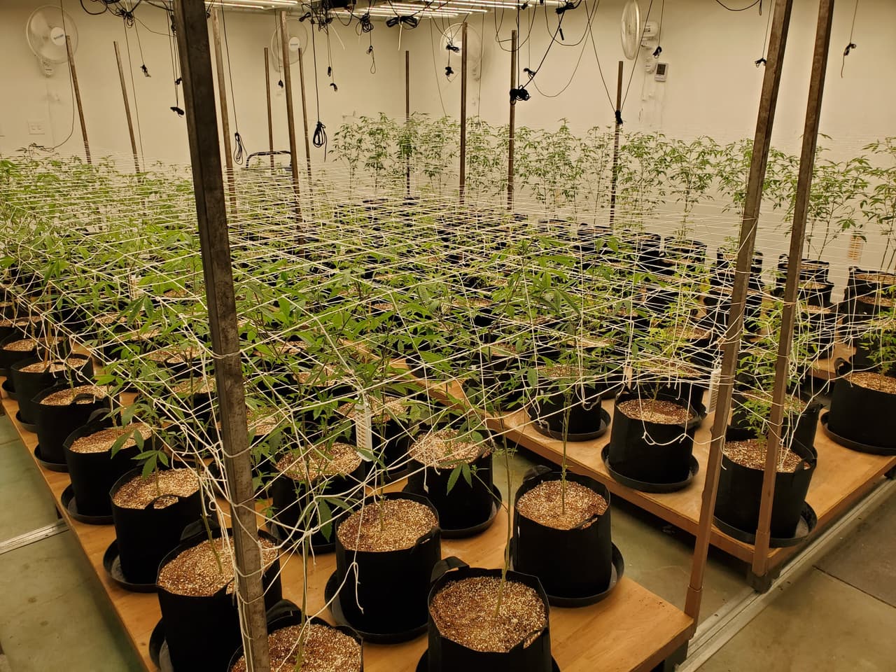 Además de los autos de lujos, también se descubrió un cultivo de marihuana ilegal en la propiedad.