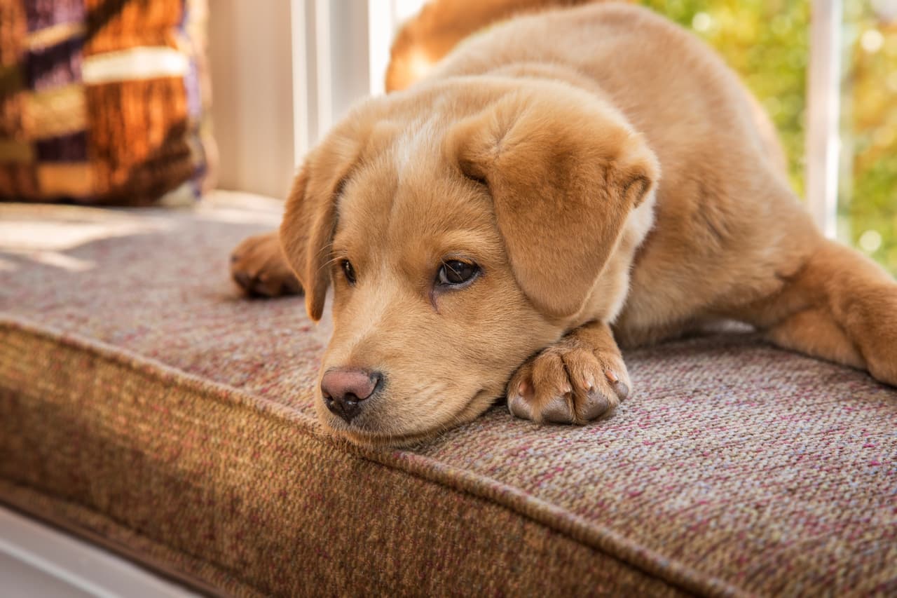 ¿Se perdió tu mascota? Así puedes localizarla en el condado de Maricopa