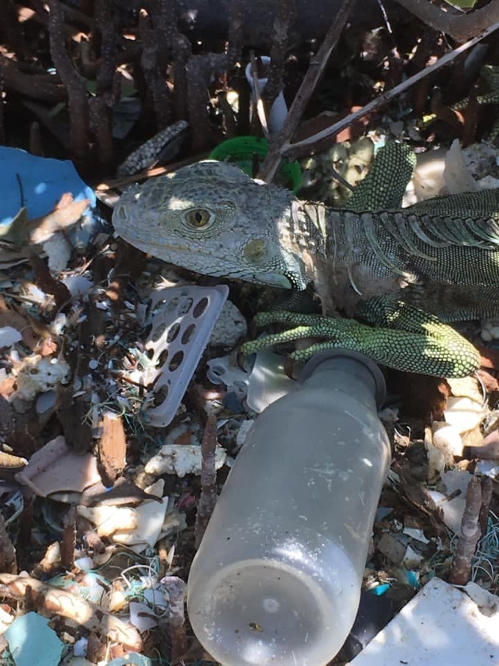 Anualmente diversos grupos organizan a nivel isla la limpieza de costas.
<br>