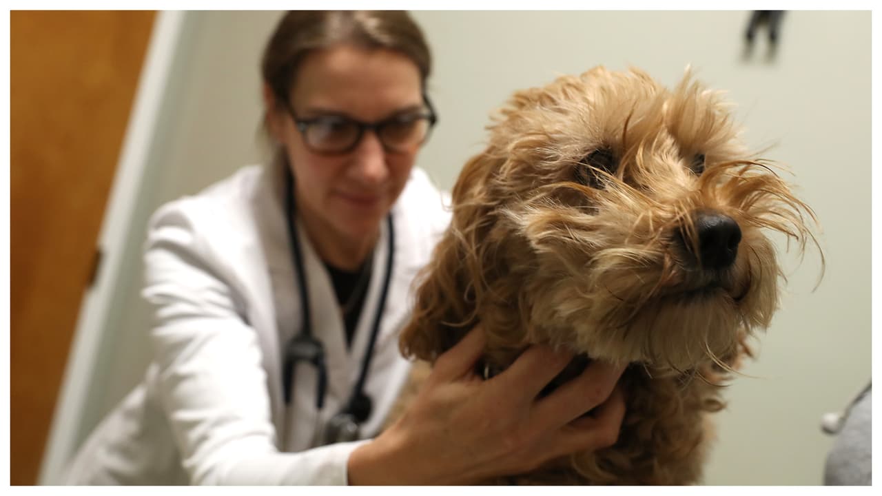 Veterinarios del sur de Florida alertan sobre aumento en los casos de perros con influenza