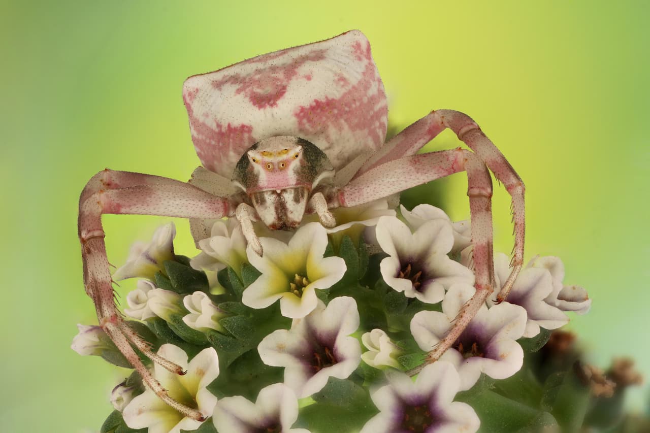 <b>‘Araña Cangrejo de Flores'</b>. Fue seleccionada en la categoría 'arácnidos'. Su autor fue el ganador absoluto del Premio Luminar al Fotógrafo de Insectos del Año 2020. Según los organizadores del premio, este insecto muta el color de su cuerpo para mezclarse con su entorno y defenderse de sus depredadores.