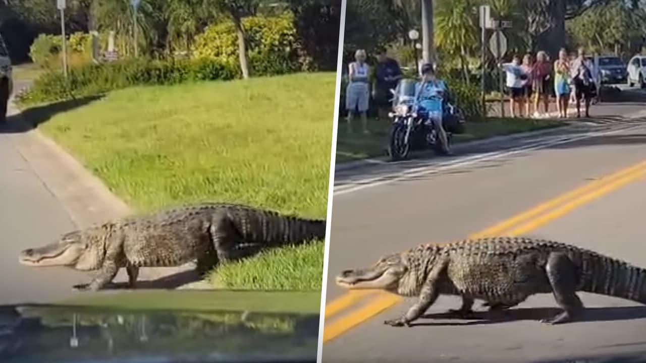 Paran tráfico para que un enorme caimán cruce la calle en Venice