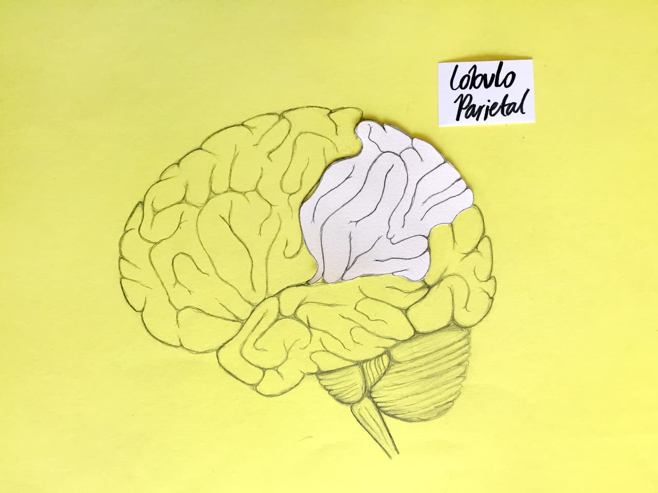 El 
<b>lóbulo parietal</b> se encarga de la sensación y percepción y trabaja en conjunto con el 
<b>cerebelo</b> para regular las habilidades motoras. Regula la percepción del espacio, la navegación, las áreas que reciben la información sensorial del tacto y la habilidad de coordinar entre la información visual y movimientos de las manos.