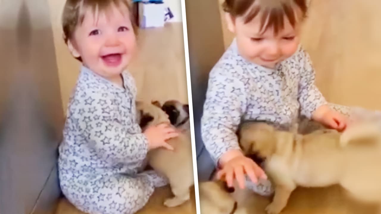 La tierna reacción de un bebé al conocer a sus 'hermanos' cachorros