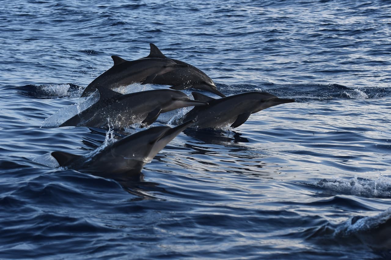 ¡Dejen dormir a los delfines de Hawaii! 