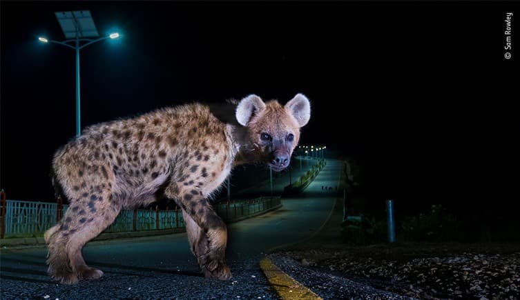 El museo de Historia Natural de Londres seleccionó 25 imágenes de casi 39,000 que se presentaron para el concurso 
<a href="https://www.nhm.ac.uk/wpy/" target="_blank">Wildlife Photographer of the Year 2022</a> (Fotógrafo del año de vida silvestre). 
<b>Un total de 60,466 fanáticos</b> de la naturaleza eligieron a la mejor de ellas.
<br>
<br>En la imagen: Una hiena manchada deambulando por las calles de Harar, Etiopía. Su autor, Sam Rowley, instaló una cámara remota para lograr la toma.