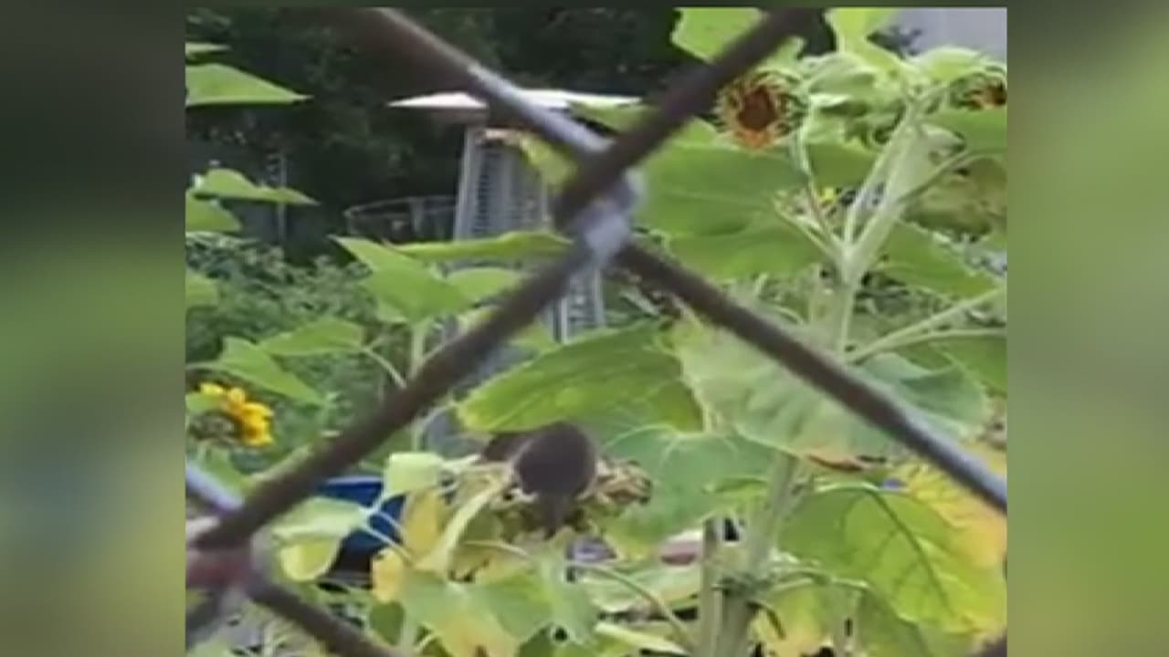 En video: La infestación de ratas en un jardín comunitario del West Loop