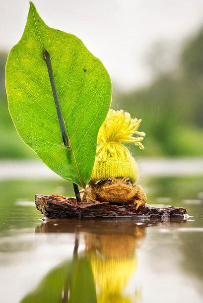 ¿Qué les parece esta rana? En Alemania le hicieron una pequeña balsa la cual disfrutó con todo y su gorro de lana para el frío.