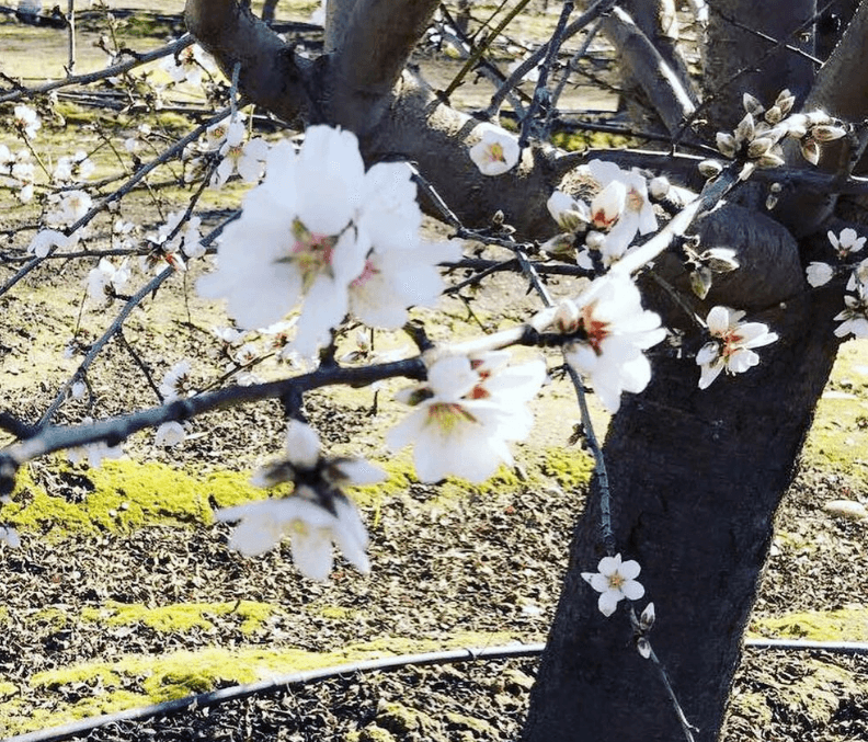 Las flores de las manzanos y ciruelos también son blancas. En el caso de las ciruelas, se cultivan más de 200 variedas en el condado de Fresno.