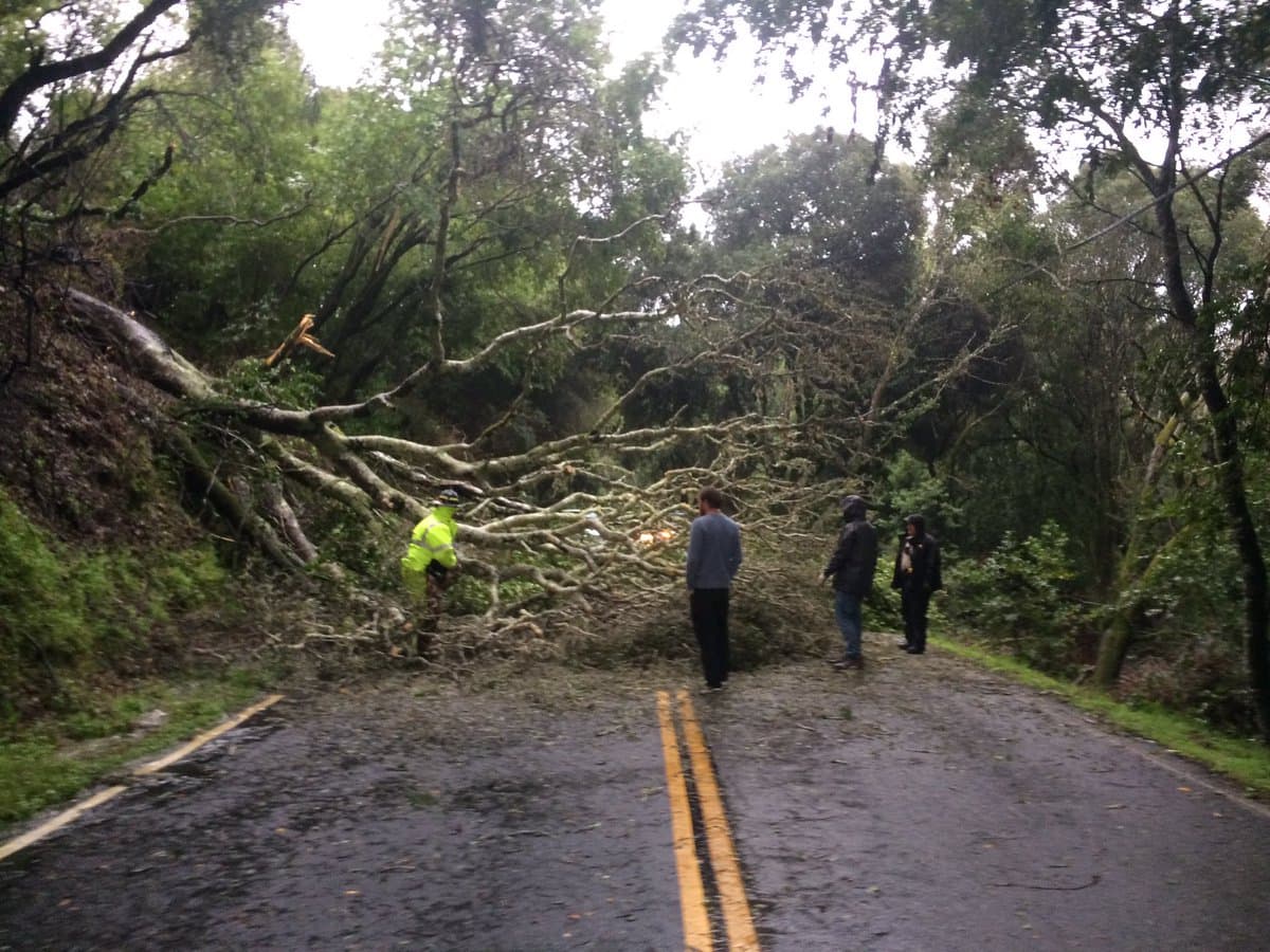 Las lluvias y la caída de árboles causaron cortes de carretera en el parque nacional Point Reyes, al norte de San Francisco.