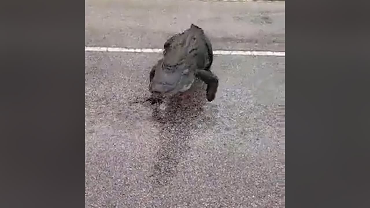 Enorme caimán sorprende a los automovilistas en la ciudad de Venice 