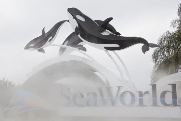 Los directivos de Sea World argumentaron que decidieron incorporar a Tilikum al espectáculo debido a que consideran que su experiencia es necesaria para el desarrollo físico, social y mental de la orca.