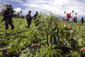 Proponen la venta de marihuana en la capital de México