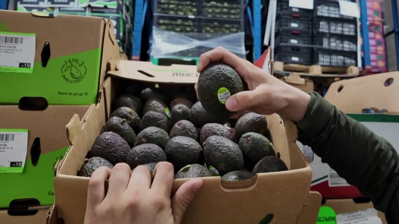 EEUU suspende importación de aguacate de Michoacán por violencia