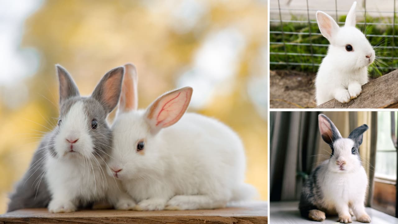 Se prohibió la venta de conejos como mascotas en el condado Hillsborough