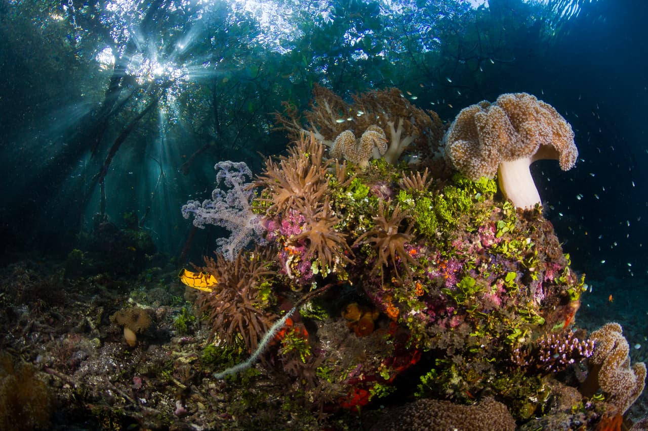 En la categoría Paisajes submarinos esta fotografía ganó el primer lugar. Su autor es el estadounidense Alex Lindbloom.