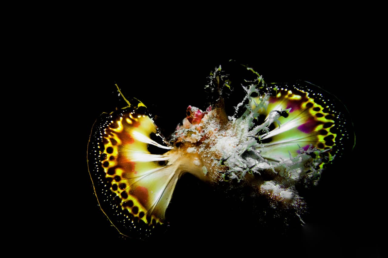 Este es el segundo lugar en la categoría de fotógrafos jóvenes.