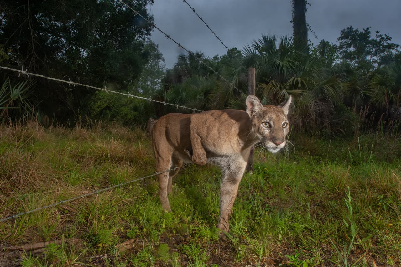 <b>El camino de la Pantera</b>. 
<br>
<br>Una pantera de Florida atraviesa una cerca de alambres de púas en un santuario silvestre en Naples. Esta subespecie de Puma fue considerada en peligro de extinción en 1967, cuando quedaban menos de 20 de estos animales. Hay más de 200 en la actualidad. La foto ganó el segundo lugar en la categoría ‘naturaleza’ del concurso.
<br>
<br>
<a href="https://www.univision.com/noticias/medio-ambiente/terremotos-volcanes-huracanes-e-incendios-historicos-los-desastres-naturales-en-un-ano-inolvidable-2020enfotos-tormentas-fuegos-incendios-huracanes-inundaciones-victimas-tragedia-naturaleza-fenomenos-naturales-2020-fotos?12345"><u>Vea aquí las fotos de los desastres naturales más devastadores en 2020</u></a>
<br>