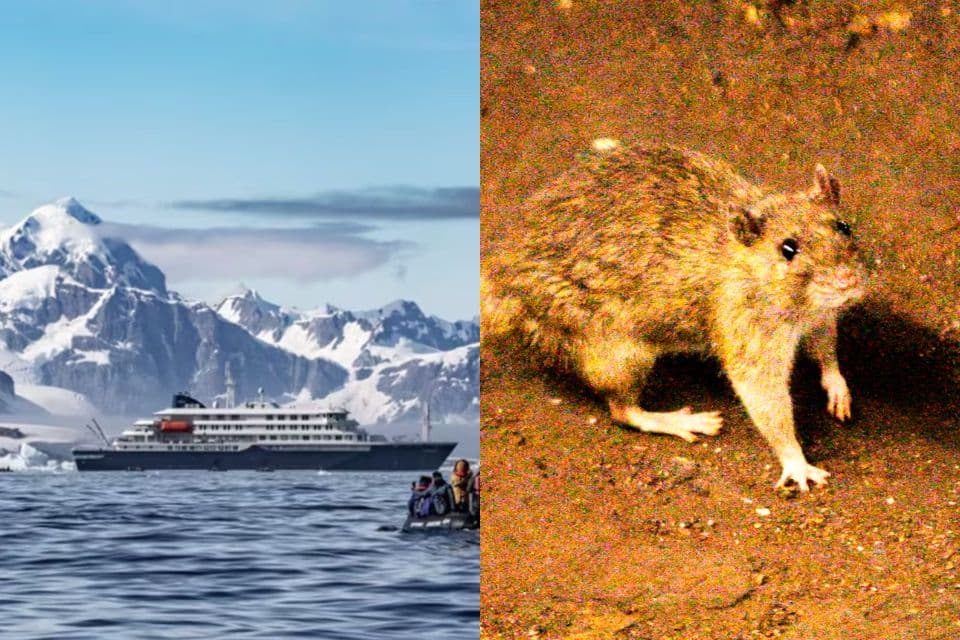Brote de hantavirus en crucero en el Atlántico deja tres muertos y varios enfermos