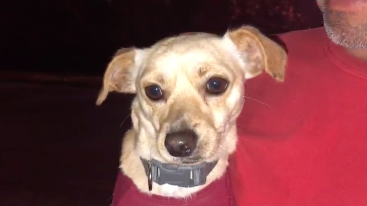 La 
<b><a href="https://www.univision.com/temas/pets">mascota</a></b> de la familia comenzó a ladrar de forma insistente hasta que la familia salió a ver lo que ocurría.