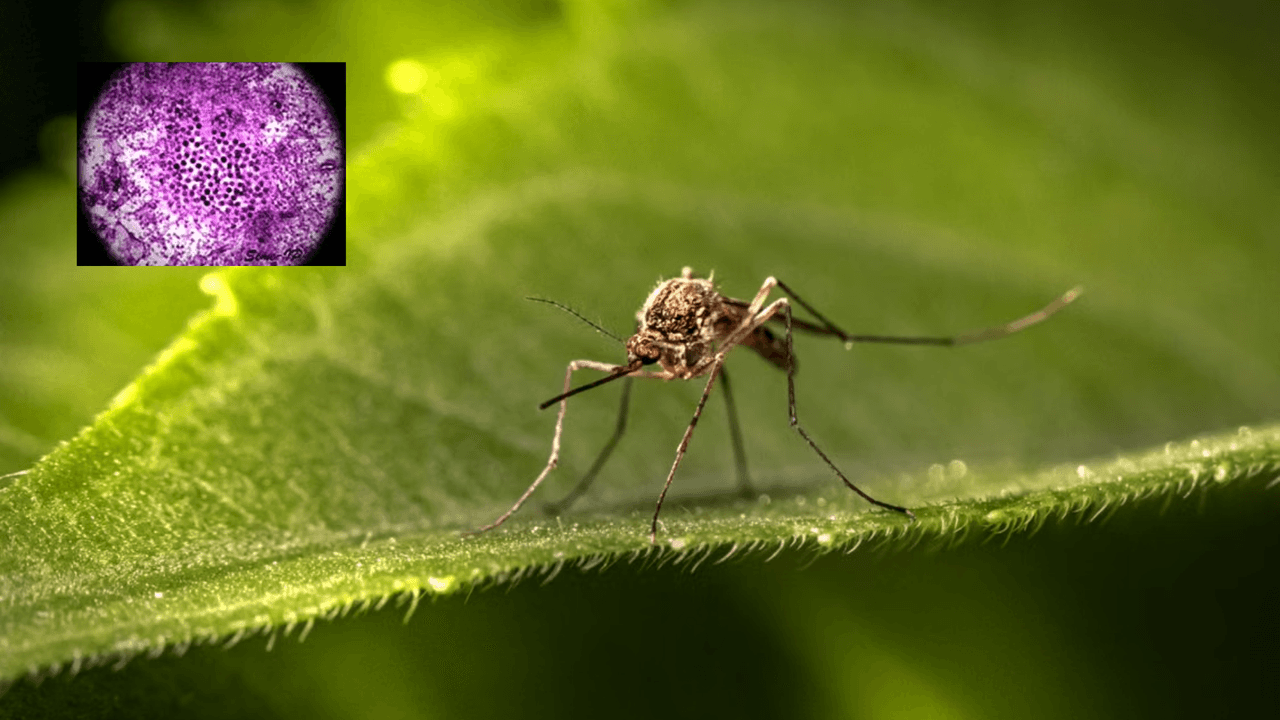 Confirman primer caso de virus del Nilo Occidental en Maryland en 2026; lo que se sabe