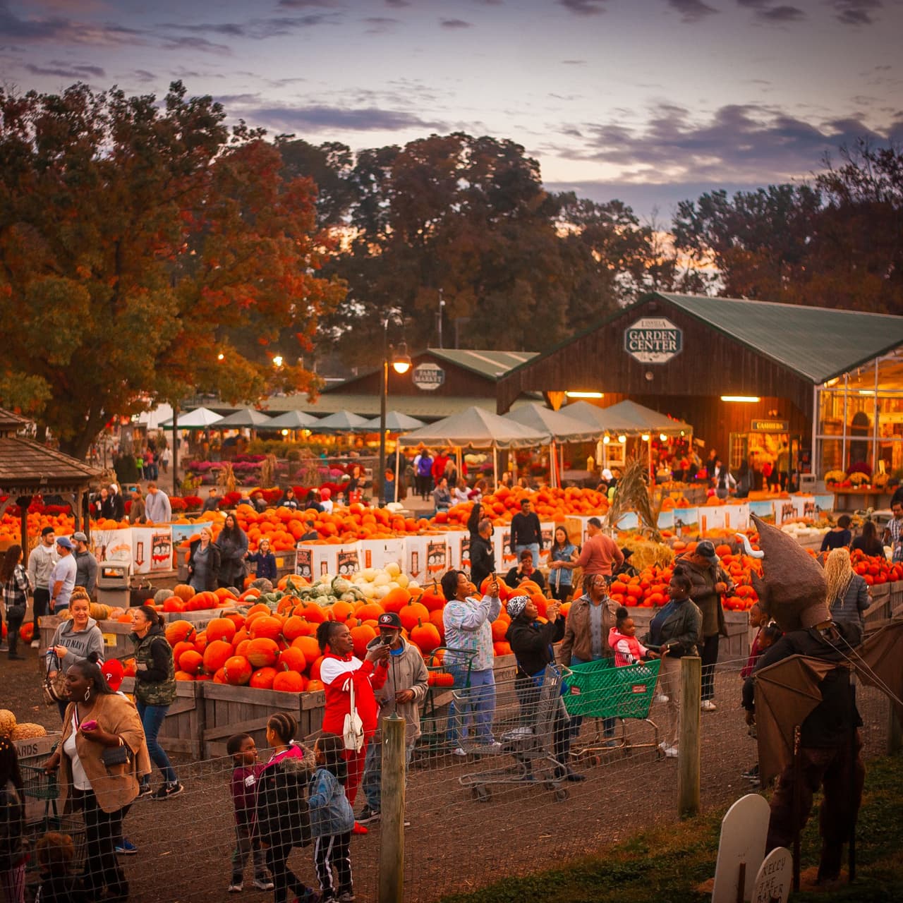 <b><a href="https://www.linvilla.com/" target="_blank">Linvilla Orchards</a></b>
<a href="https://www.linvilla.com/" target="_blank">:</a> Esta granja es ampliamente conocida como uno de los mejores lugares para recolectar calabazas cerca de Filadelfia. Un viaje a Linvilla Orchards es una tradición familiar del Valle de Delaware, Su Pumpkinland cuenta con más de 100 toneladas de calabazas en todas las formas, tamaños y tonos, además de una gran cantidad de atracciones aprobadas por los niños para disfrutar una vez que haya tomado sus decisiones.