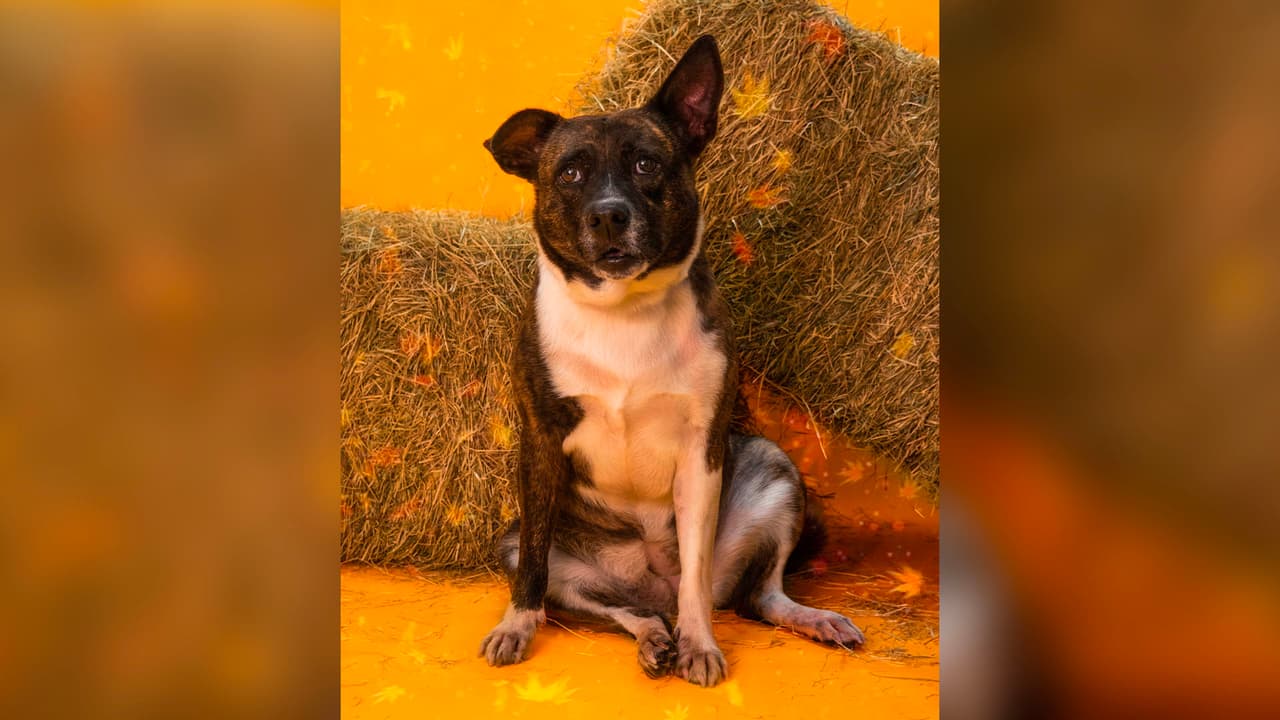 Esta es la dirección de Houston Humane Society:
<br>
<b>14700 Almeda Road</b>
<br>
<b>Houston, TX 77053</b>