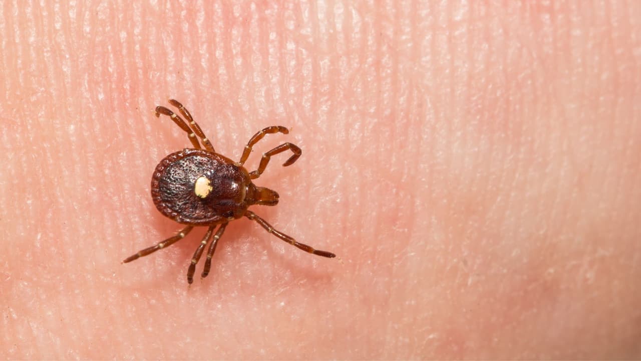 <h3 class="cms-H3-H3">Cómo quitarla correctamente</h3>
<br>
<b>Si encuentras una garrapata:</b> Usa pinzas finas. Sujeta la garrapata lo más cerca de la piel posible. Tira hacia arriba con firmeza, sin girar. Lava bien la zona con agua y jabón. 
<br>
<b>Evita remedios caseros como aceite, alcohol o calor, que pueden empeorar la picadura.</b>