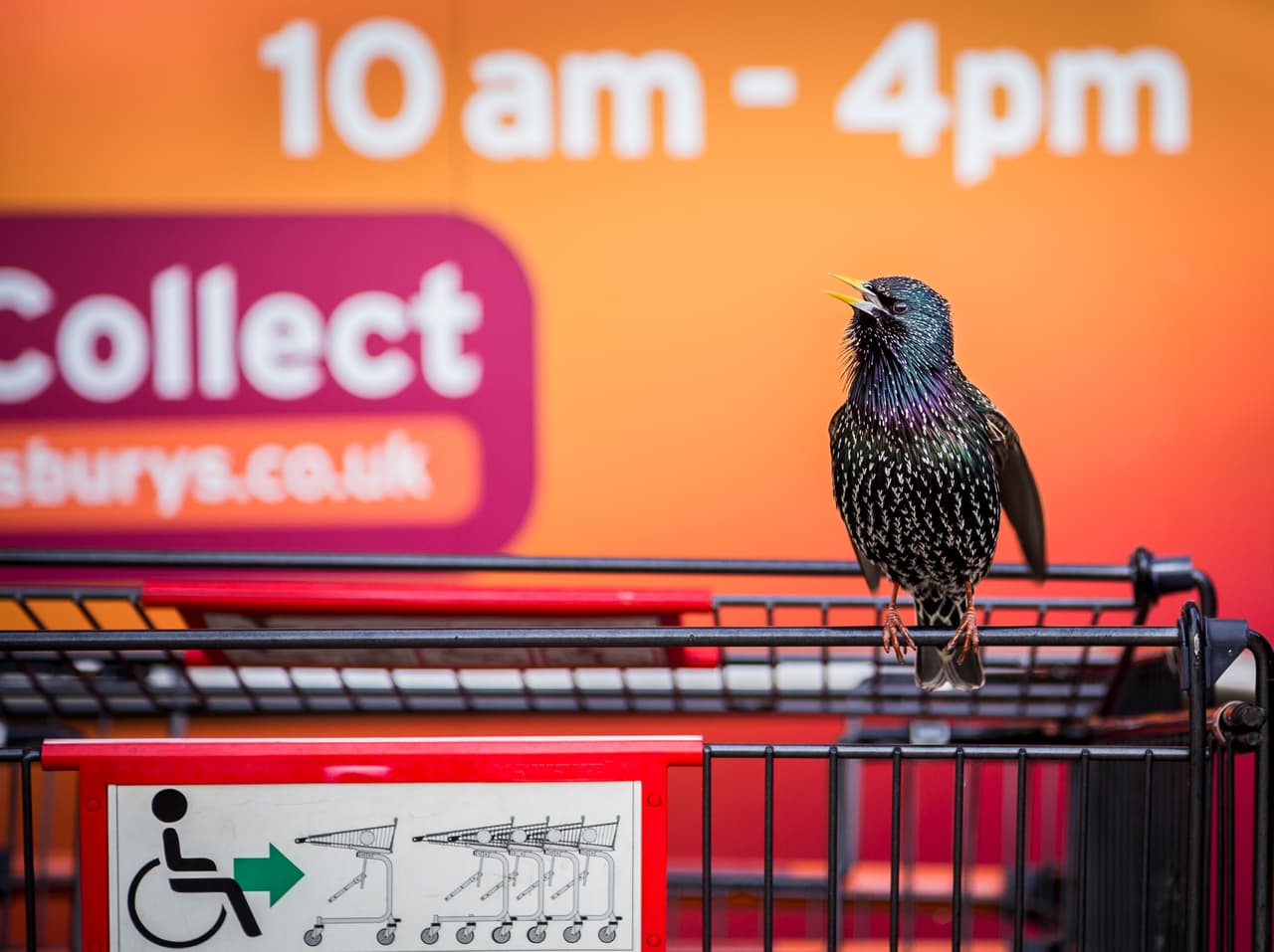 ‘El estornino del supermercado’, fotografía tomada en Nottinghamshire, Inglaterra. Ganadora en la categoría ‘Vida Silvestre Urbana’ .