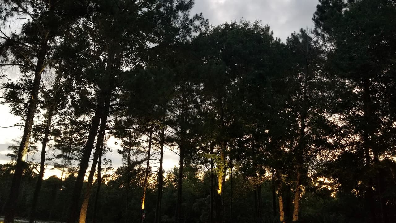 Juanita Ayala De Rivera nos compartió esta imagen desde Spring, Texas.