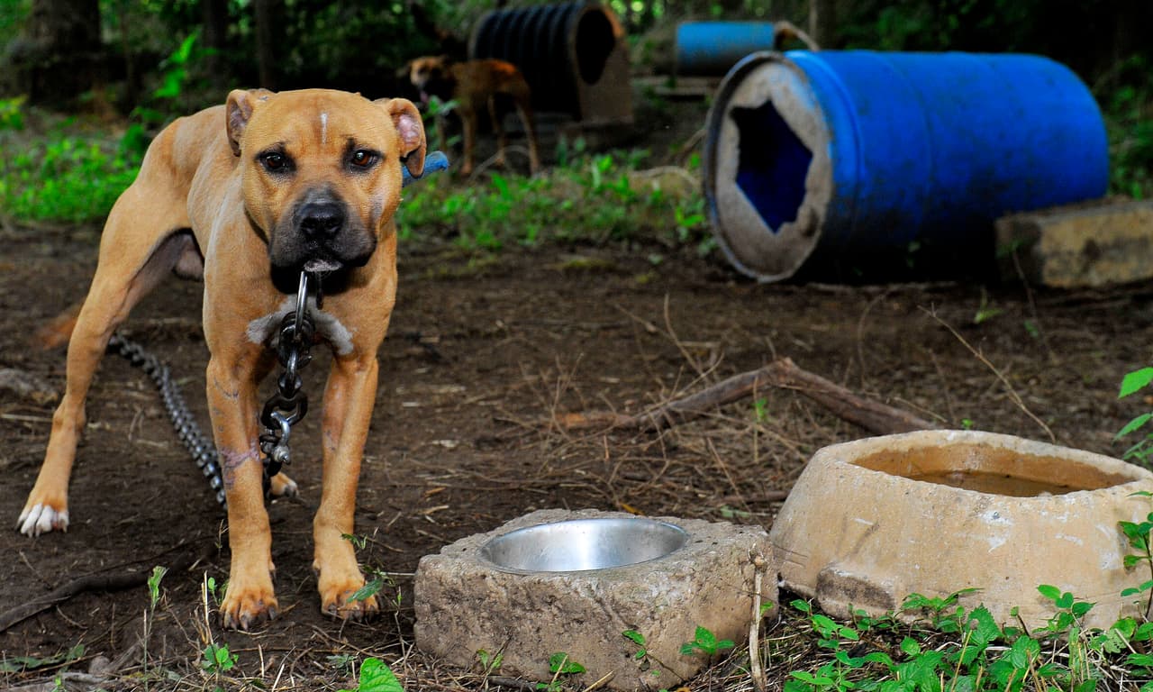 A pesar de que están tipificadas como un delito grave en los 50 estados del país, las peleas de perros siguen realizándose en patios traseros, lugares aislados, sótanos y casas abandonadas.