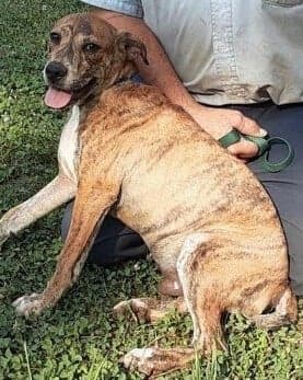 "Este es uno de los cachorros perdidos. Él es muy tímido. Comuníquese con Pet Partners Rescue al 
<a target="_blank" href="tel:8283947490">(828) 394-7490</a> si lo ve", dijo Tammy Schoder Pennington.