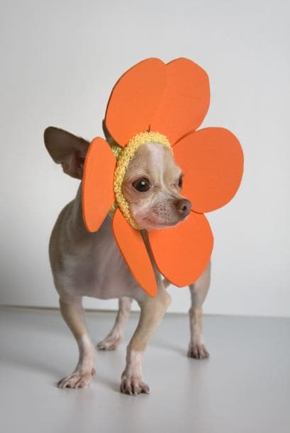 Aunque suelen ser saludables y tener vidas largas, pueden sufrir problemas ortopédicos.