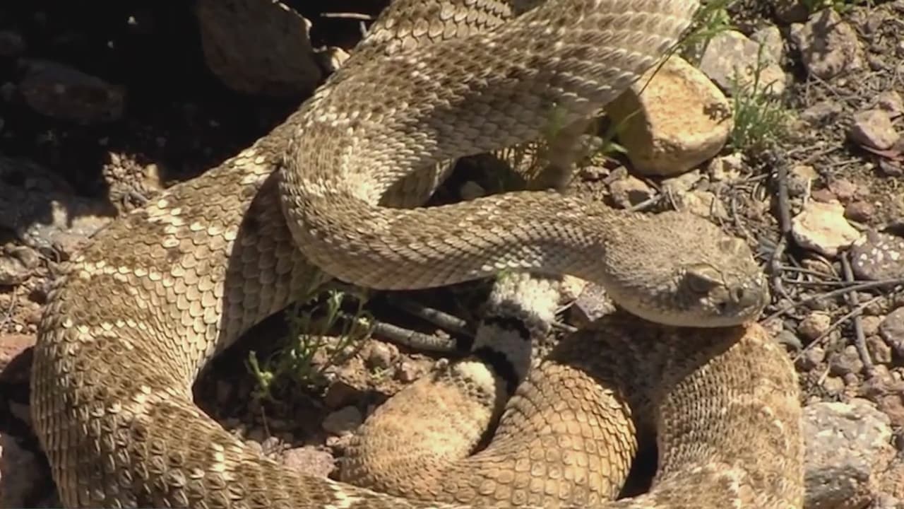 En Arizona habitan al menos 13 especies diferentes de serpiente de cascabel, las cuales son más activas de marzo a octubre, por lo que es importante saber cómo protegerse de una posible 
<a href="https://www.univision.com/local/arizona-ktvw/que-hacer-en-caso-mordedura-serpiente">mordedura</a>.