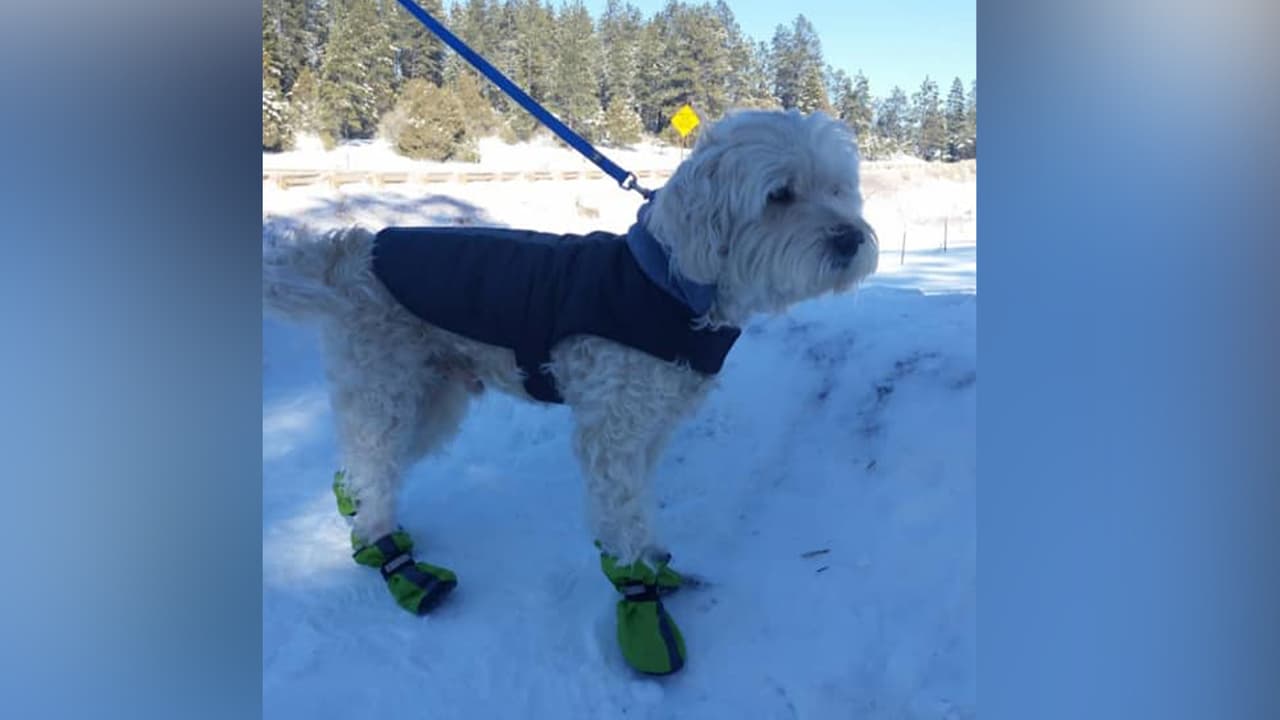 "El es nuestro adorado Popcorn y es un miembro más de nuestra familia".