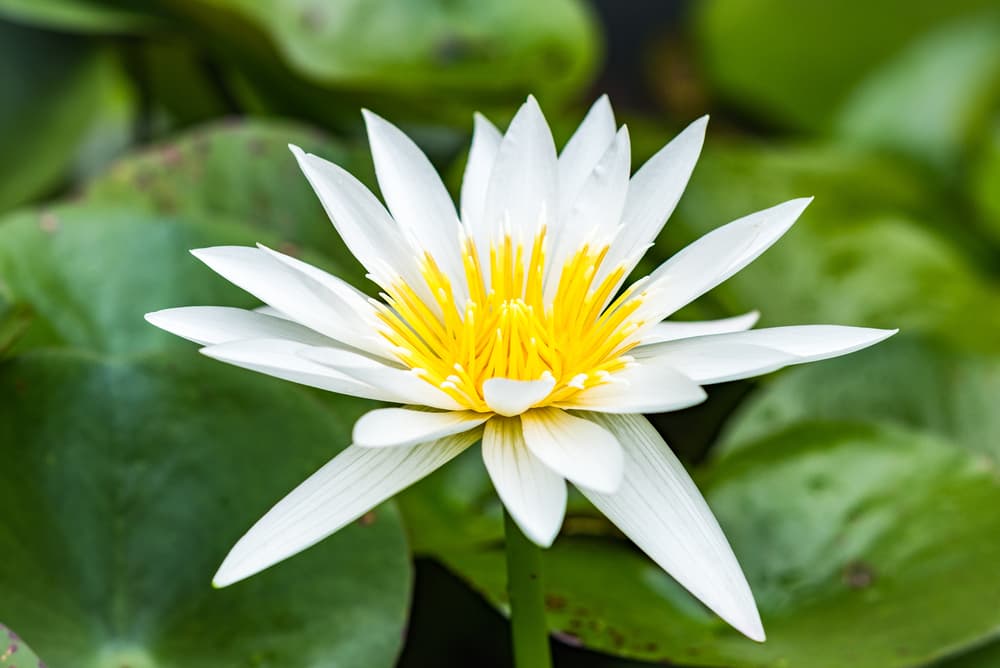 Rodéate de un ambiente relajado y tranquilo, aromatiza tu casa con olores suaves de velas blancas y flores como los tulipanes o claveles blancos que unidos también a las gardenias crean el arcoiris floral que acentúa tu capacidad intuitiva. Si mantienes cabeza y pies sobre la tierra te volverías muy materialista, y si por el contrario, tienes ambos en las nubes, perderías el contacto con la realidad.