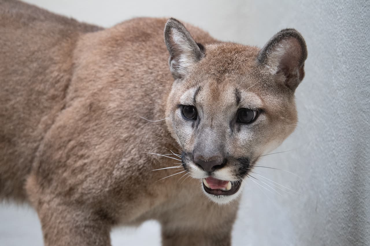 Rescatan a puma que mantenían ilegalmente como mascota en Nueva York