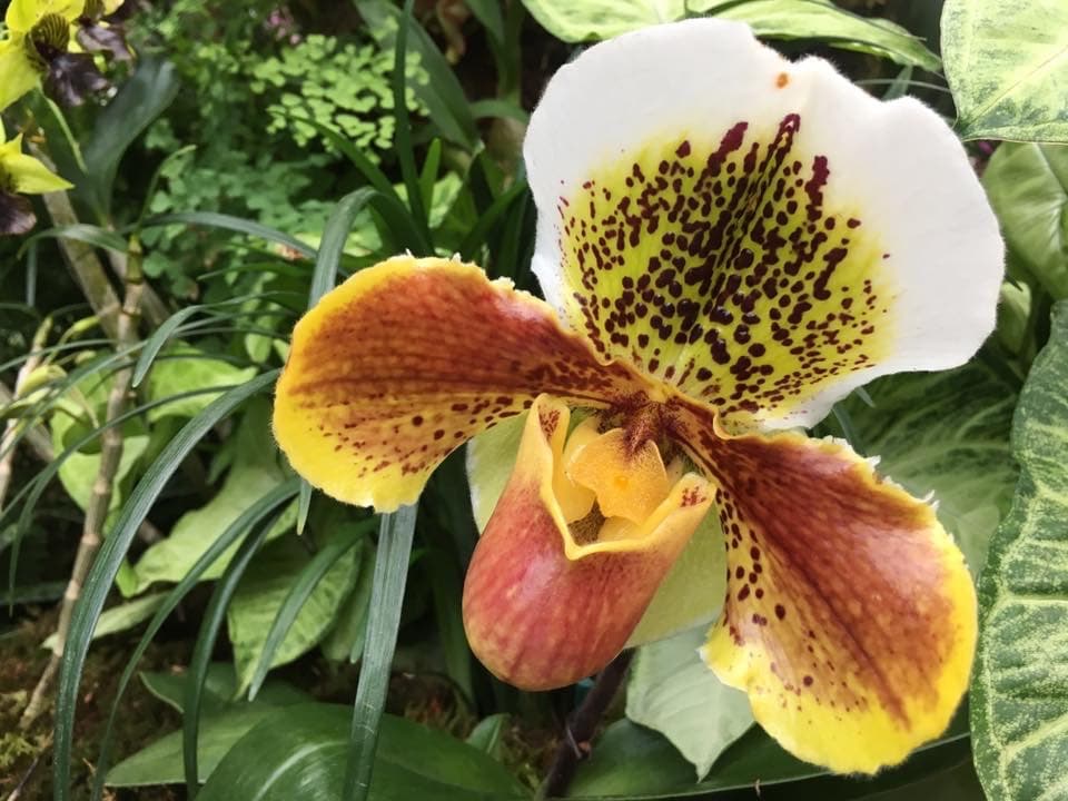 Otro uso importante de las orquídeas es su cultivo para el disfrute de las flores. 
<br>