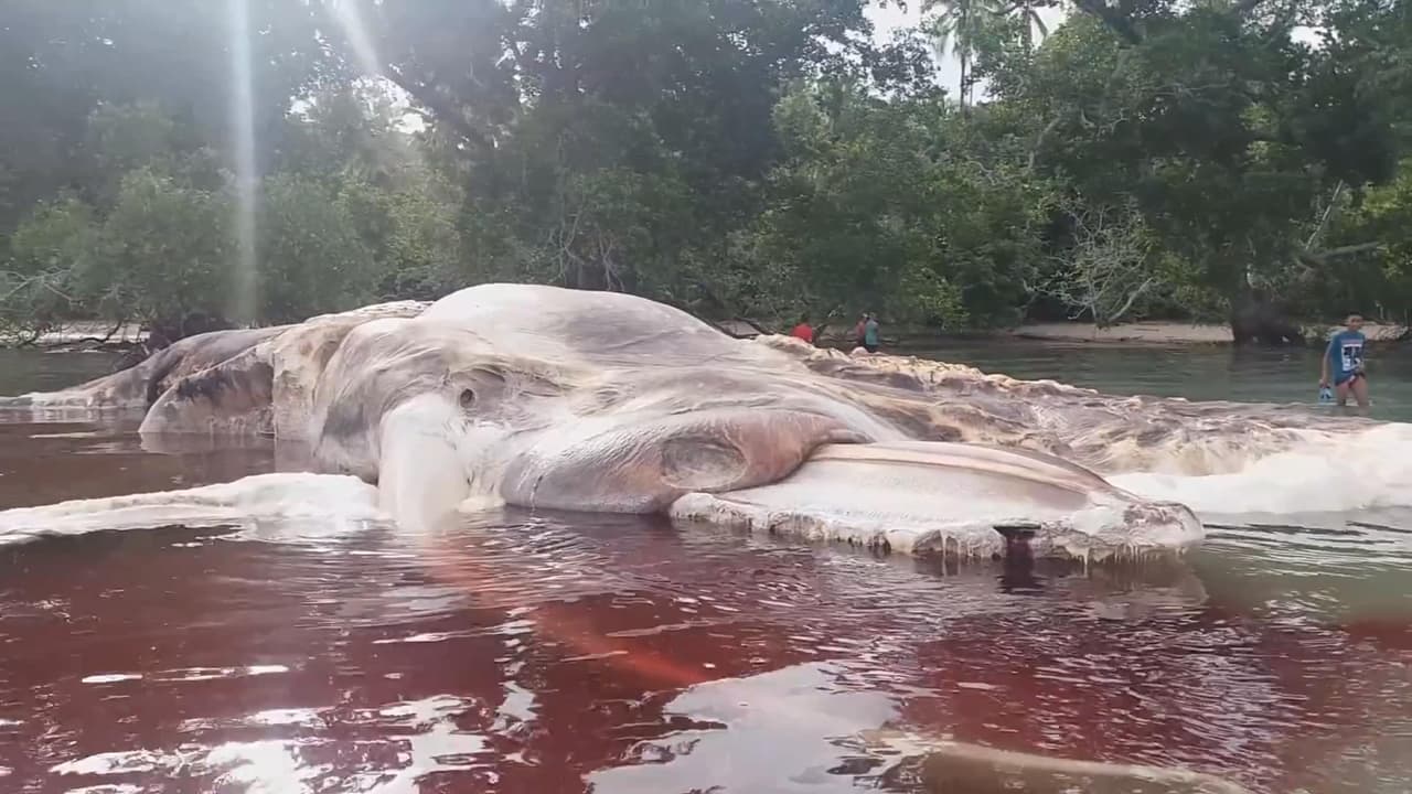 Los científicos creen haber identificado a la extraña criatura de 50 pies que apareció en una playa de Indonesia